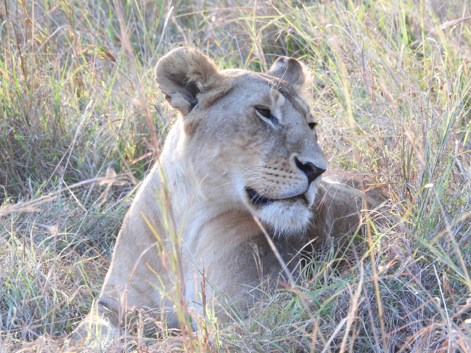 Lioness