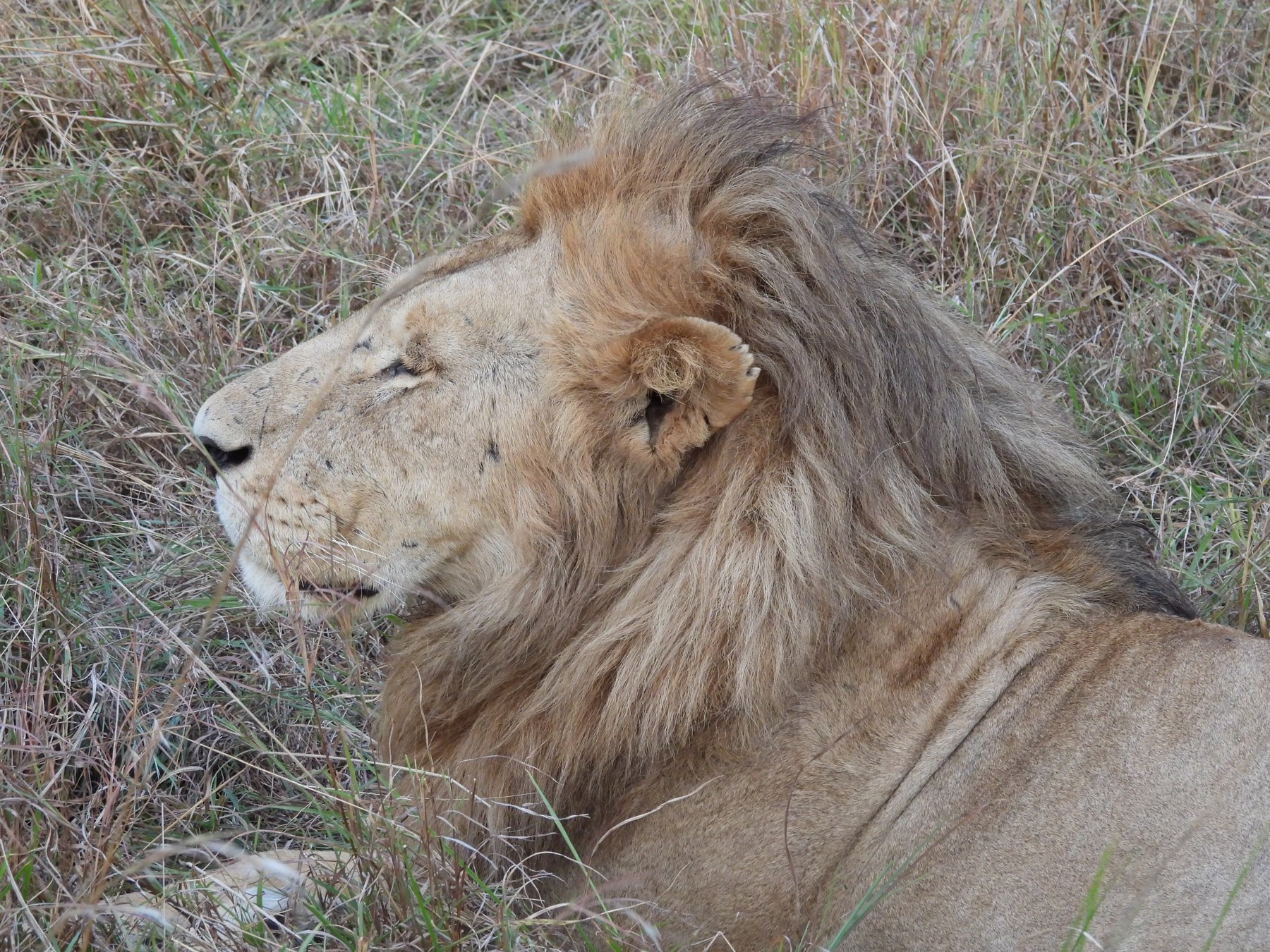 Lion portrait