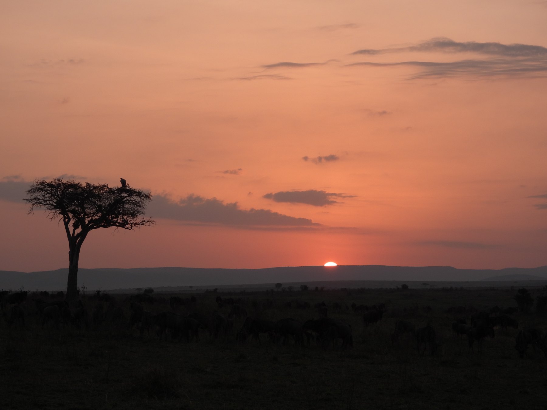 Acacia sunset