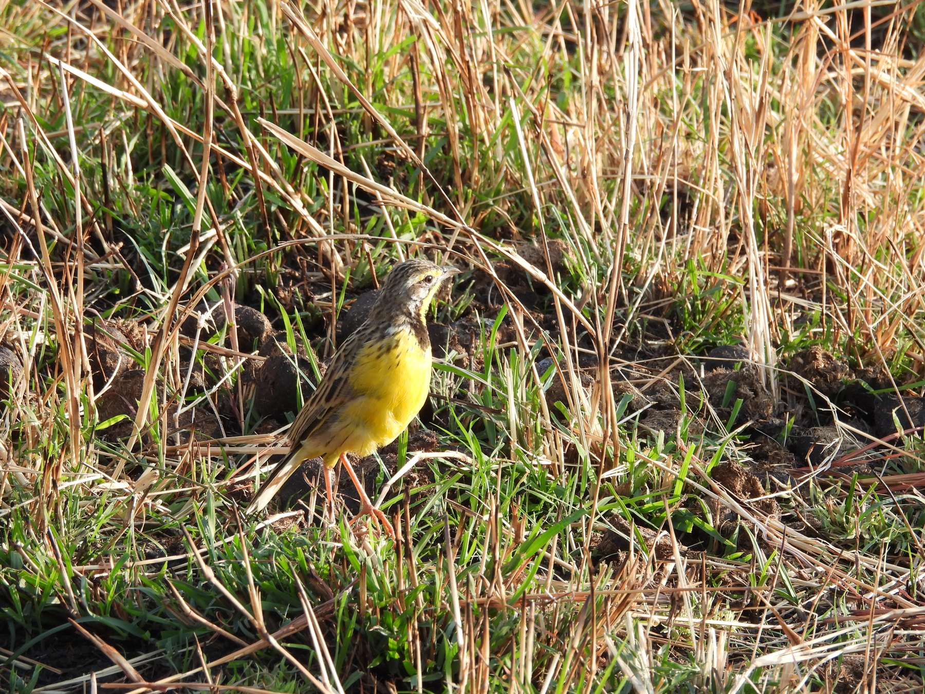 Longclaw in the grass