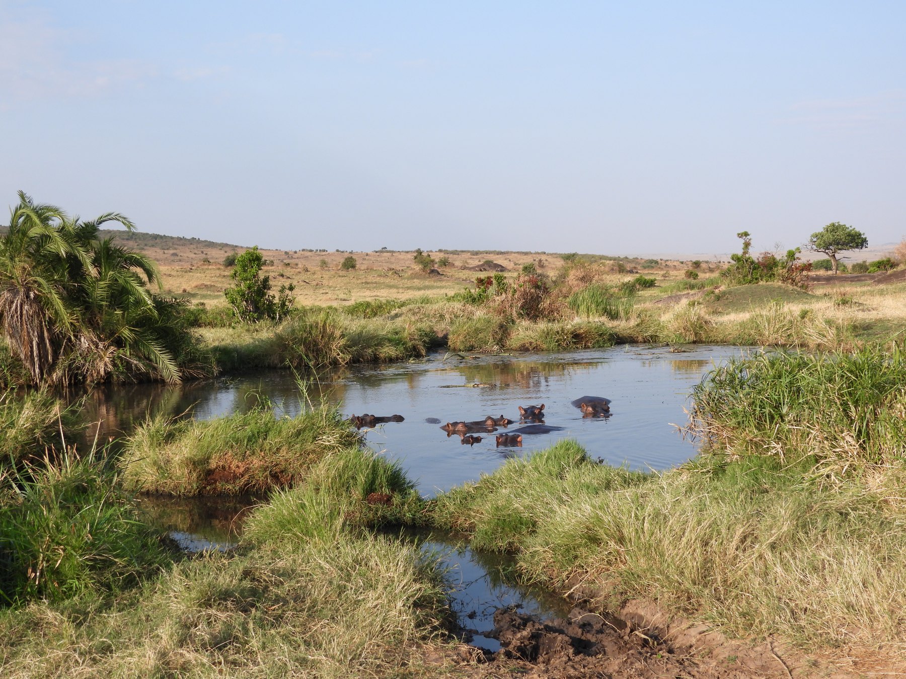 Hippos