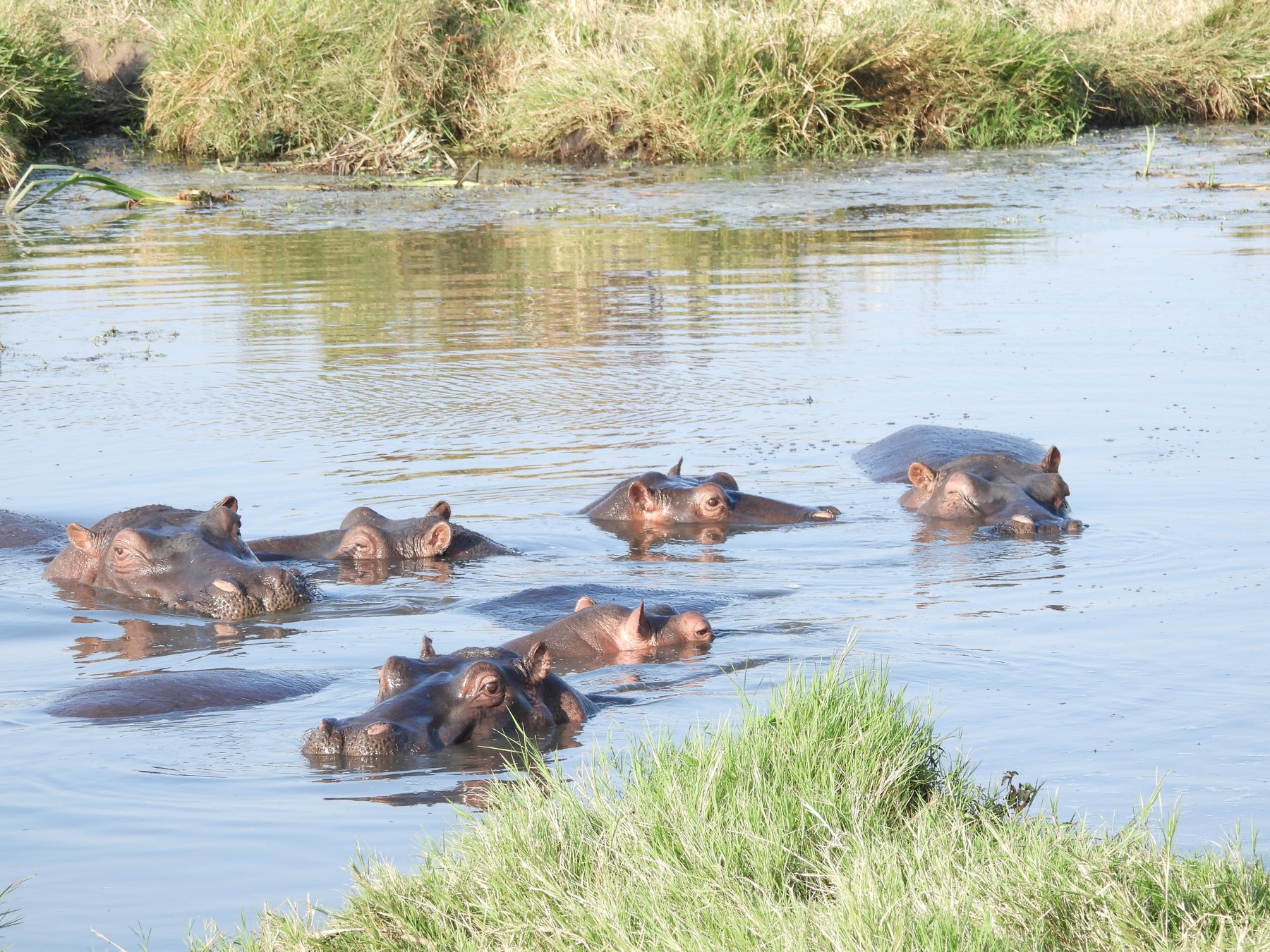 Hippos in the shallows