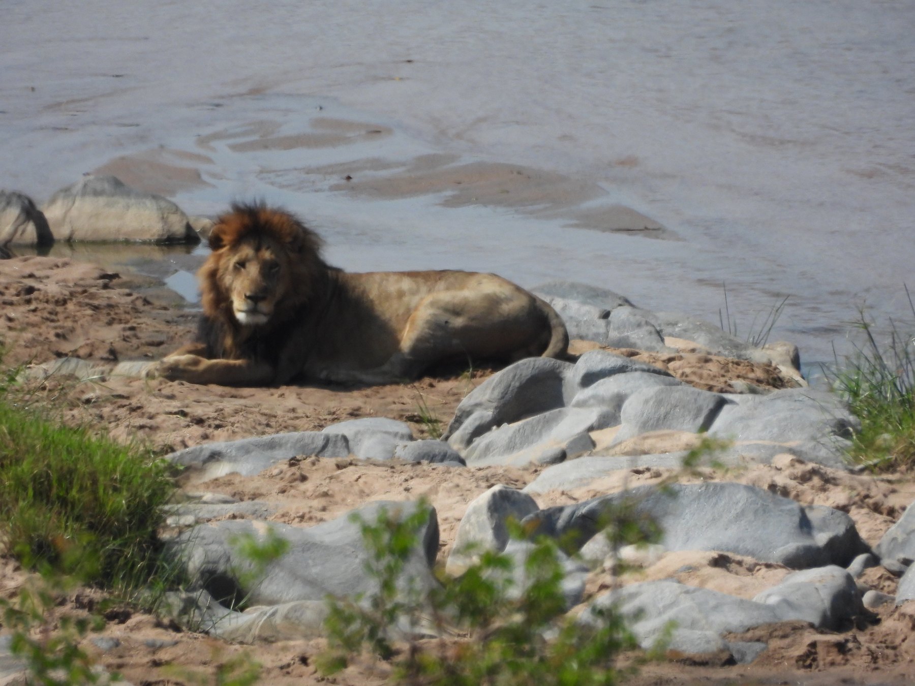 Lion on the rocks