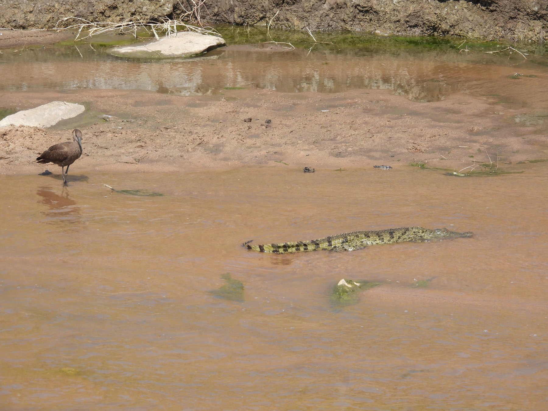 Crocodile in the shallows