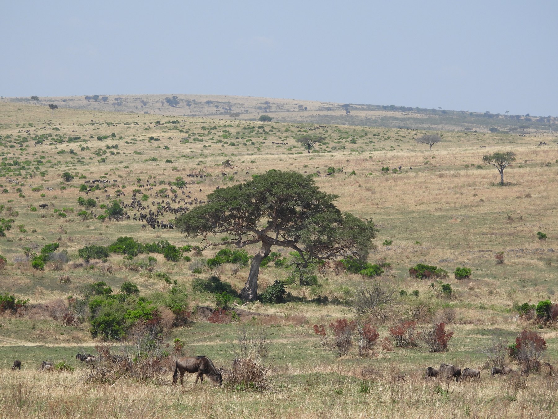 Wildebeest country