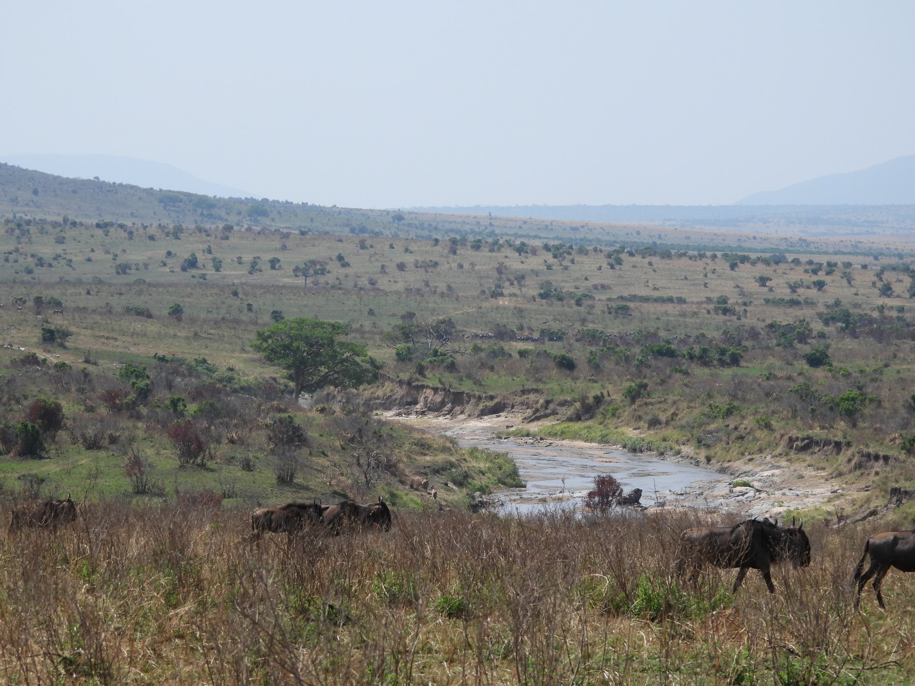 The herds