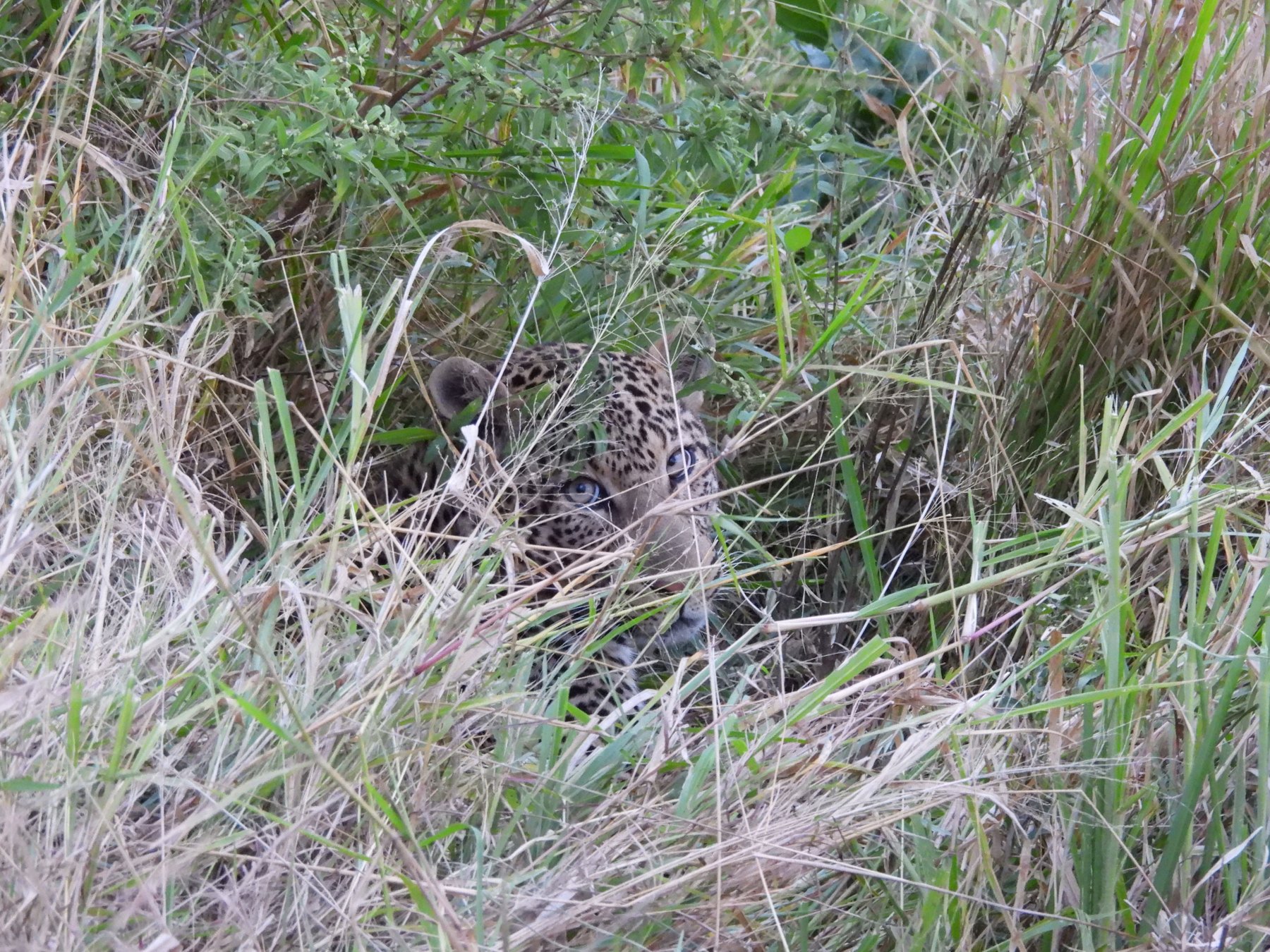 Leopard, hidden