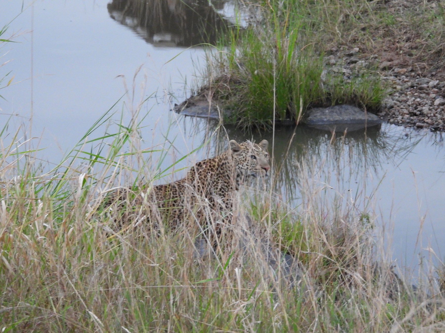 Leopard at the water